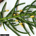 SpeciesSub: var. arizonica